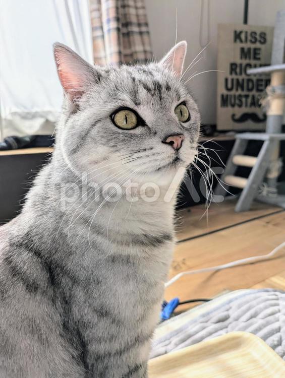 音のした方をじっと見つめる猫 ねこ,かわいい,自宅の写真素材