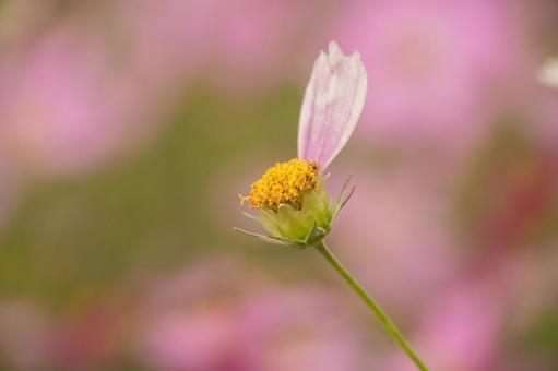 萎れたコスモスの花 萎れたコスモスの花の写真