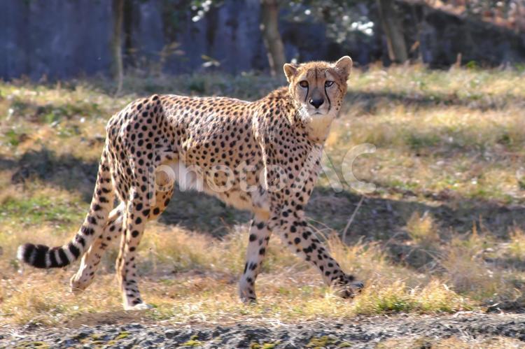 こちらを見ながら走るチーター② チーター,ほぼねこ,ネコ科の写真素材