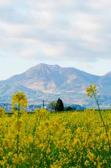 250503飯山市菜の花公園 250503飯山市菜の花公園の写真