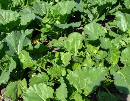 野菜畑 9 野菜畑 9の写真