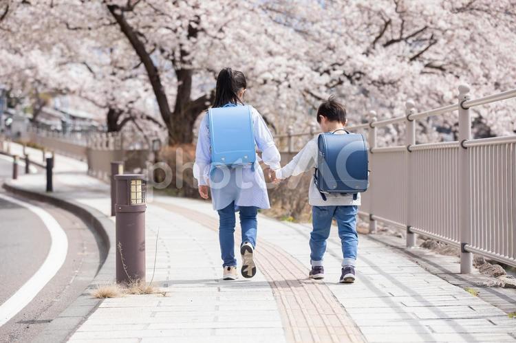 桜の下を歩く新一年生 ランドセル,一年生,入学の写真素材