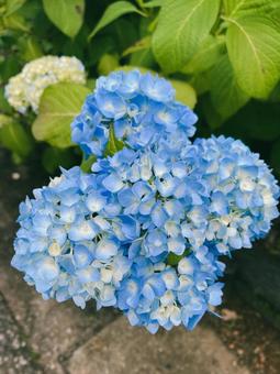 青色の紫陽花 青色の紫陽花 アジサイ,あじさい,水色の写真素材