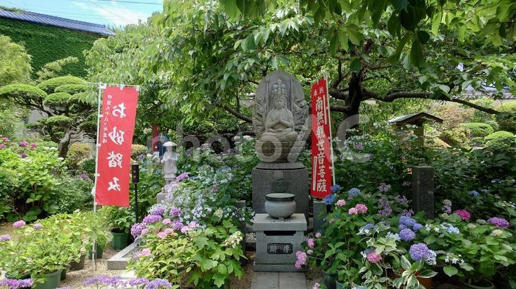 三重県志摩市大慈寺の満開の紫陽花と仏像 紫陽花,仏像,満開の写真素材