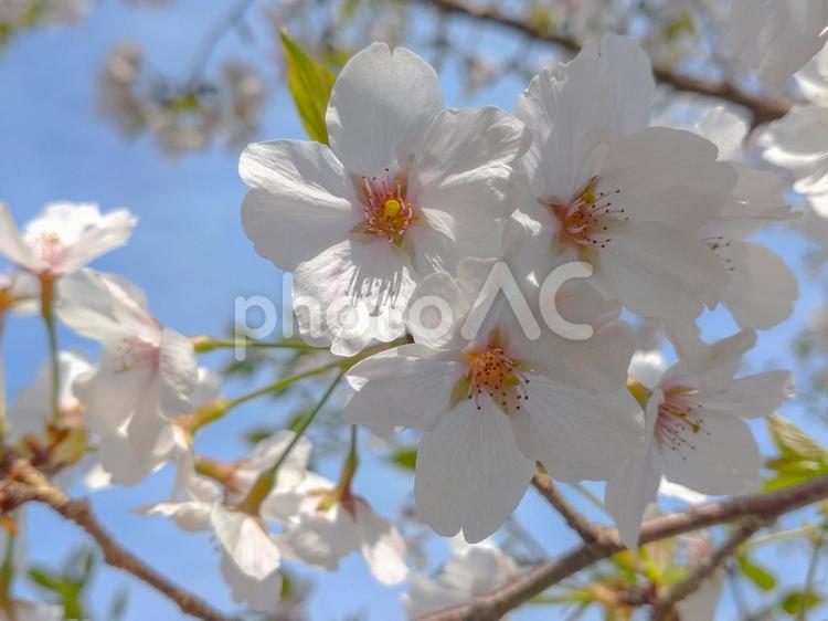 満開のソメイヨシノ 桜,満開,お花見の写真素材