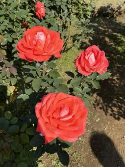 旧古河庭園のバラ 旧古河庭園のバラ バラ,薔薇,バラ園の写真素材