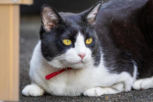 猫(269) 猫,食肉目,ネコ科の写真素材
