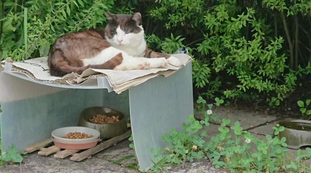 野良猫 猫,ねこ,ペットの写真素材