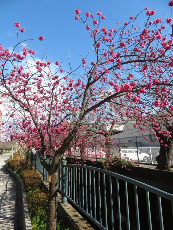 川沿いの花壇に並んでいるカンヒザクラ カンヒザクラ,かんひざくら,寒緋桜の写真素材