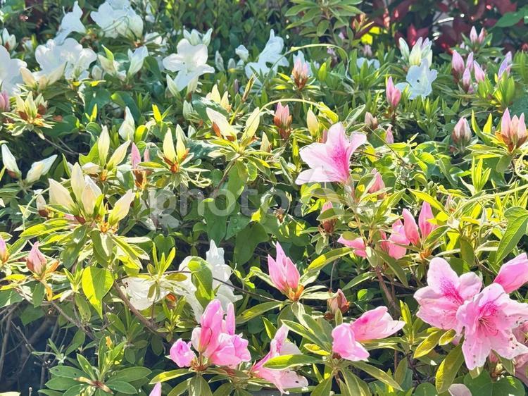 白とピンクのツツジ 自然,屋外で,草の写真素材