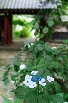 あじさい寺 満開のあじさい あじさい寺 満開のあじさいの写真