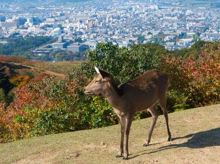 三笠山の鹿 鹿,野生,動物の写真素材