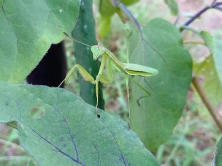 カマキリ カマキリの写真