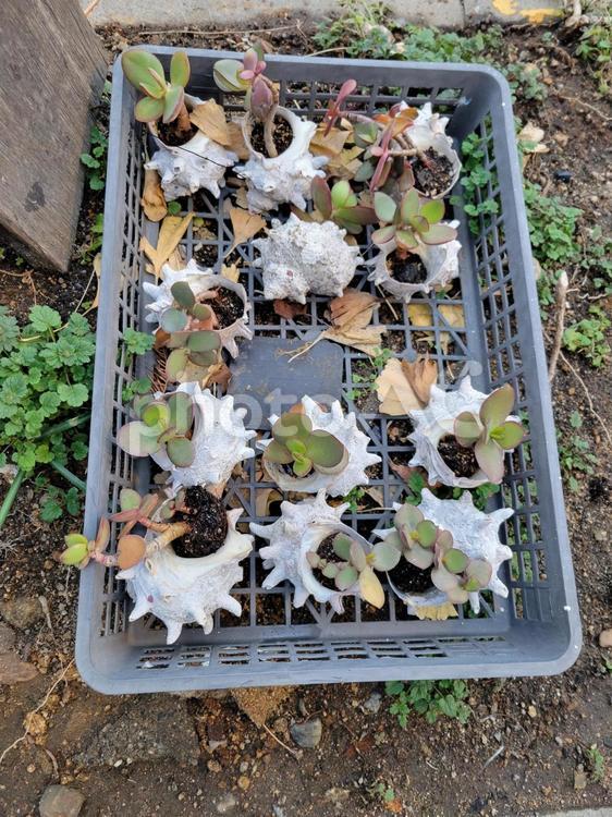 サザエに植えられた植物 202301 サザエの殻,貝,殻の写真素材