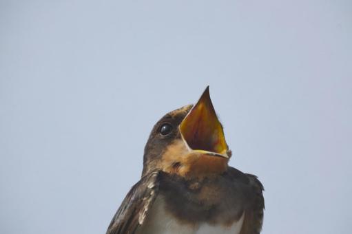 大きく口を開けるツバメ 大きく口を開けるツバメ ツバメ,鳥,渡り鳥の写真素材