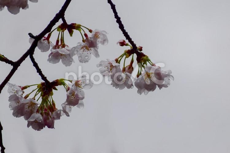 雨の日の桜 桜,ピンク,花の写真素材