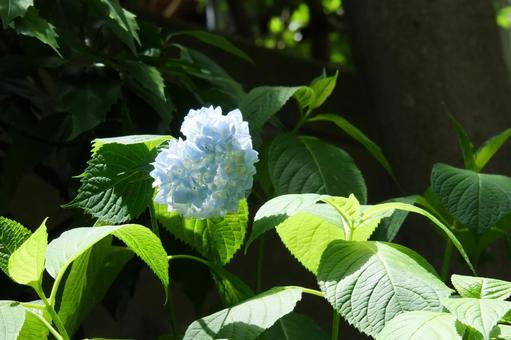 咲き始めたアジサイ 咲き始めたアジサイの写真