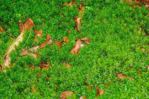 白駒池 苔生す森 白駒池 苔生す森 白駒池,長野県,苔の写真素材