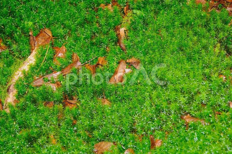 白駒池　苔生す森 白駒池,長野県,苔の写真素材