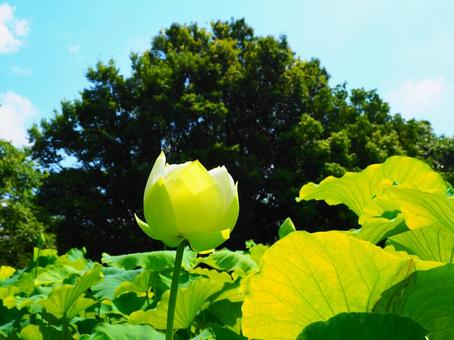 行田―開花したばかりの白い蓮 行田―開花したばかりの白い蓮 行田,古代蓮の里,花の写真素材