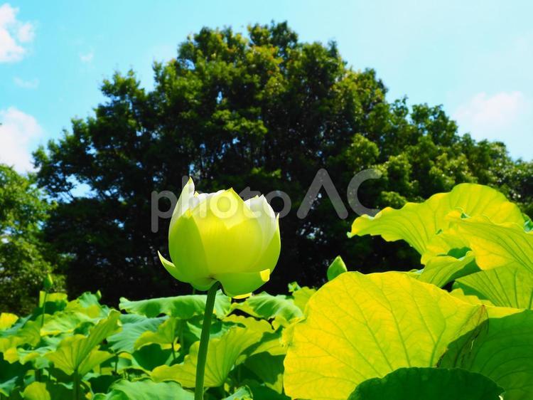 行田―開花したばかりの白い蓮 行田,古代蓮の里,花の写真素材