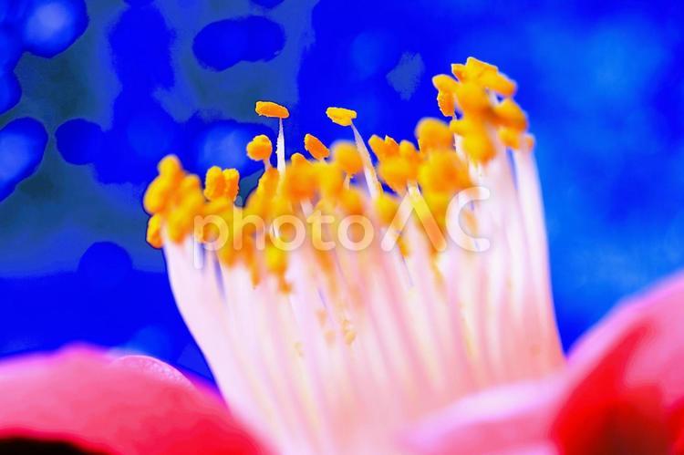 椿の花をマクロ撮影してみました マクロ撮影,アップ,花の写真素材