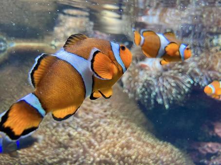 カクレクマノミ カクレクマノミ 水族館,魚,かわいいの写真素材