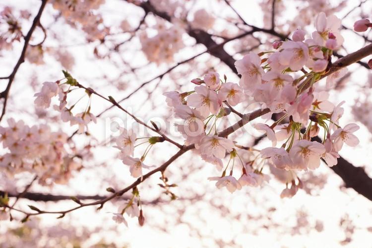 夕暮れ時の桜 桜,サクラ,さくらの写真素材