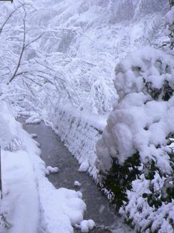 大雪で木に積もった雪と川2の写真