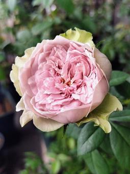 ベランダのバラ・コフレ ベランダのバラ・コフレ 薔薇,バラ,コフレの写真素材