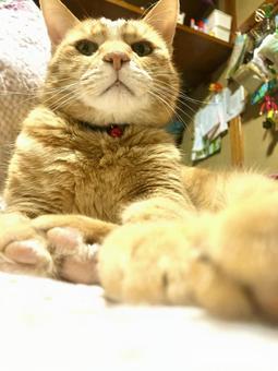 くつろぎ猫 くつろぎ猫の写真
