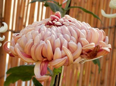 【風景写真】福山菊花展覧会の風景 キク,菊,菊花展の写真素材