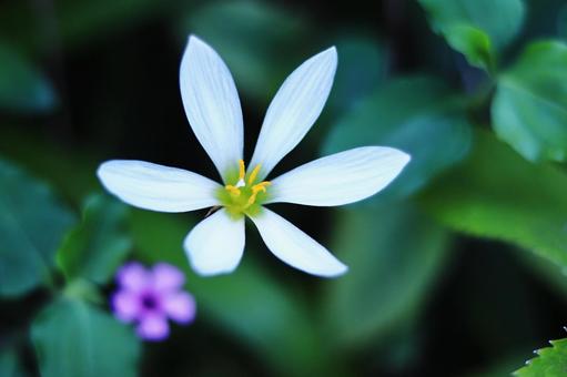白いタマスダレの花 白いタマスダレの花の写真