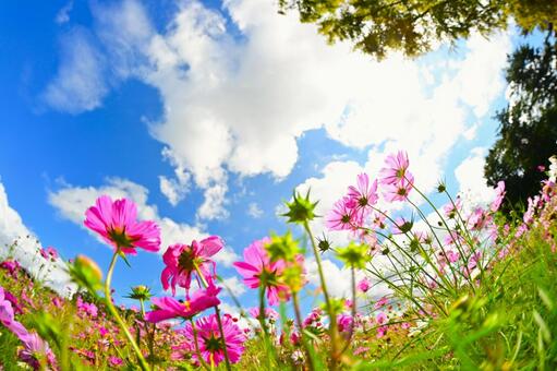 フィッシュアイ撮影のコスモス畑 コスモス,アニメ,壁紙の写真素材