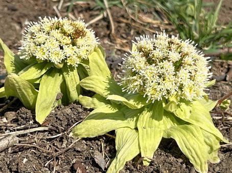 ふきのとう、二つ ふきのとう,フキ,蕗の写真素材