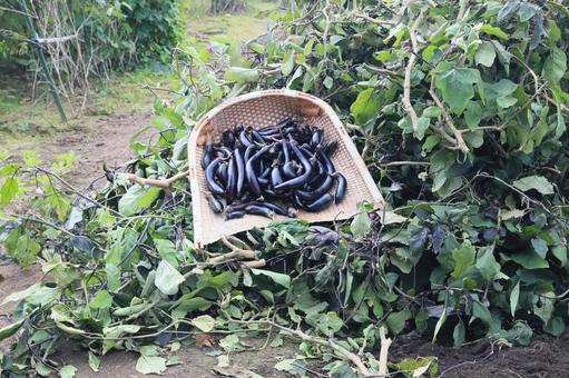 シーズン最後茄子収穫(茄子の木片づけ) シーズン最後茄子収穫(茄子の木片づけ) 長茄子,庄屋長茄子,茄子の写真素材
