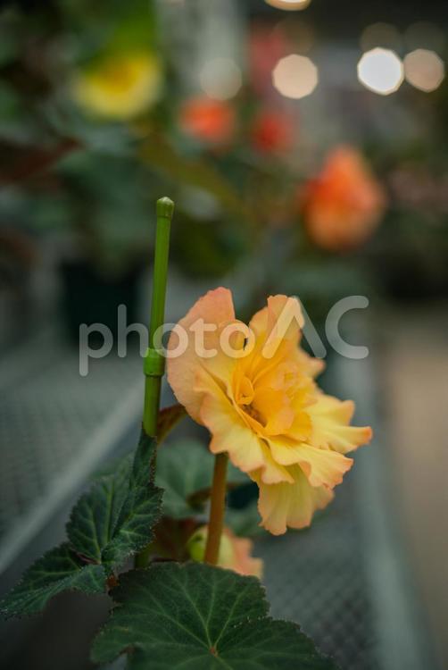 神代植物公園にて温室の蘭 東京,調布,深大寺の写真素材