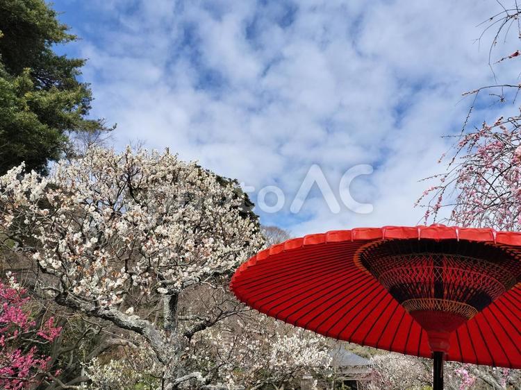 梅の木と赤い笠 梅,梅の花,植物の写真素材