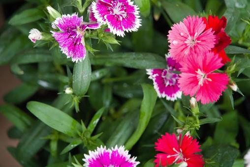 セキチクの花4 セキチクの花4の写真