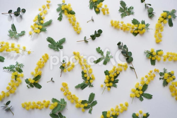 ミモザパターン、満開のミモザの花 ミモザ,花,パターンの写真素材