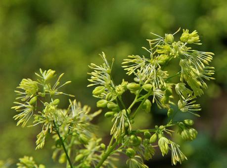 アキカラマツの写真