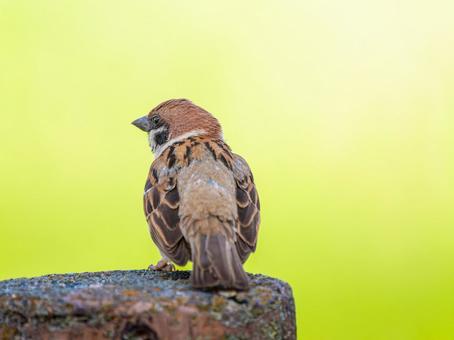Sparrow on a post, JPG Sparrow on a post, JPG