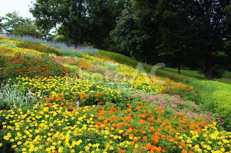初夏の花畑 花,自然,草の写真素材