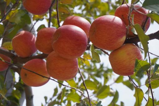 りんご狩り　秋　林檎 りんご,秋,リンゴの写真素材