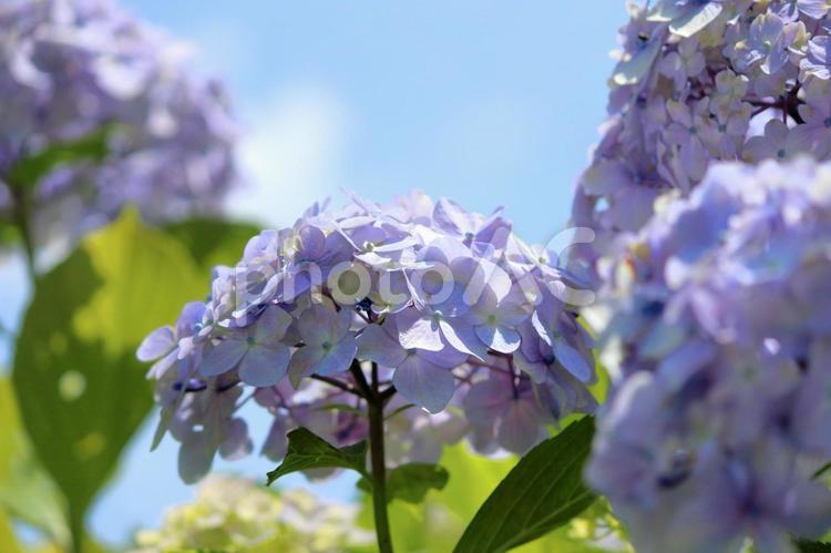 青空を背景に咲くアジサイ アジサイ,あじさい,紫陽花の写真素材