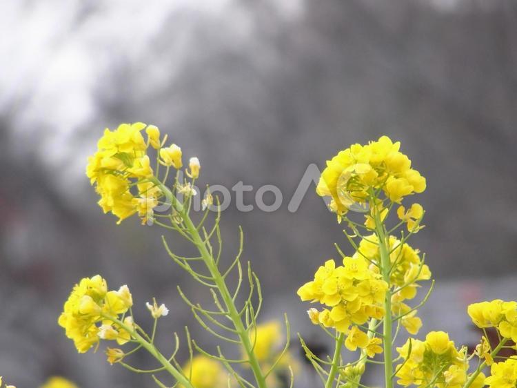 陽を浴びる菜の花のクローズアップ 菜の花,アブラナ,花の写真素材