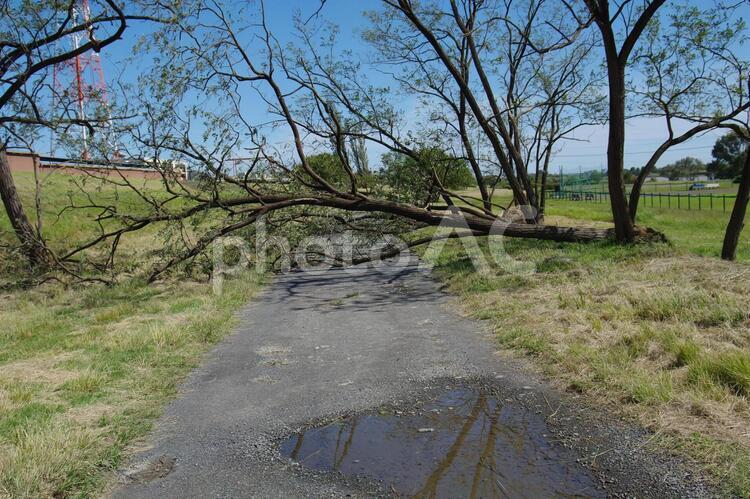 台風による倒木 倒木,台風,強風の写真素材