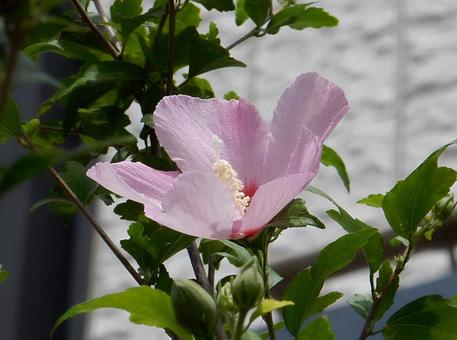 【花の写真】ムクゲの花 【花の写真】ムクゲの花の写真