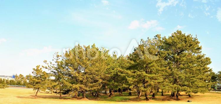 早春の松の林と空 松,松林,松の林の写真素材