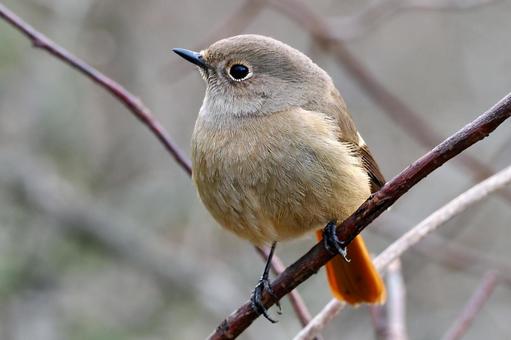 ジョウビタキ♀ ジョウビタキ,メス,鶲の写真素材